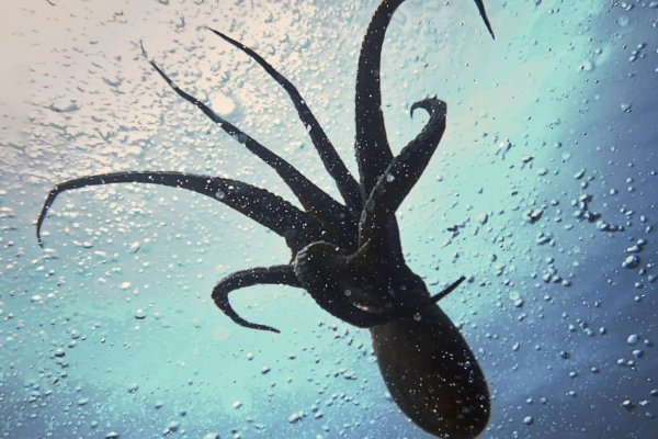 Kraken официальный сайт ссылка